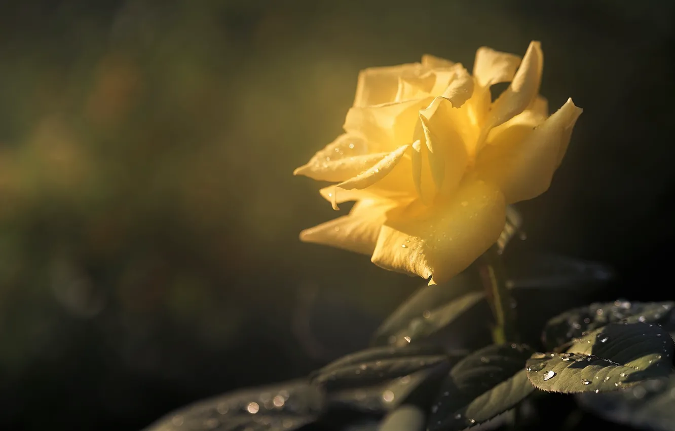 Photo wallpaper leaves, drops, roses, bokeh