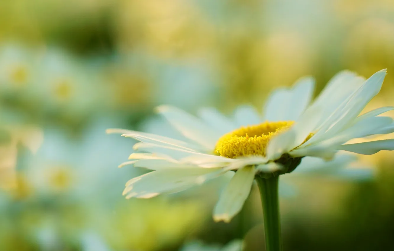 Photo wallpaper white, flowers, yellow, background, widescreen, Wallpaper, plant, chamomile