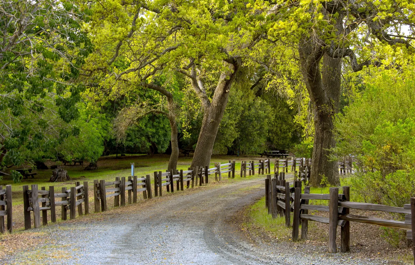 Photo wallpaper road, trees, the fence