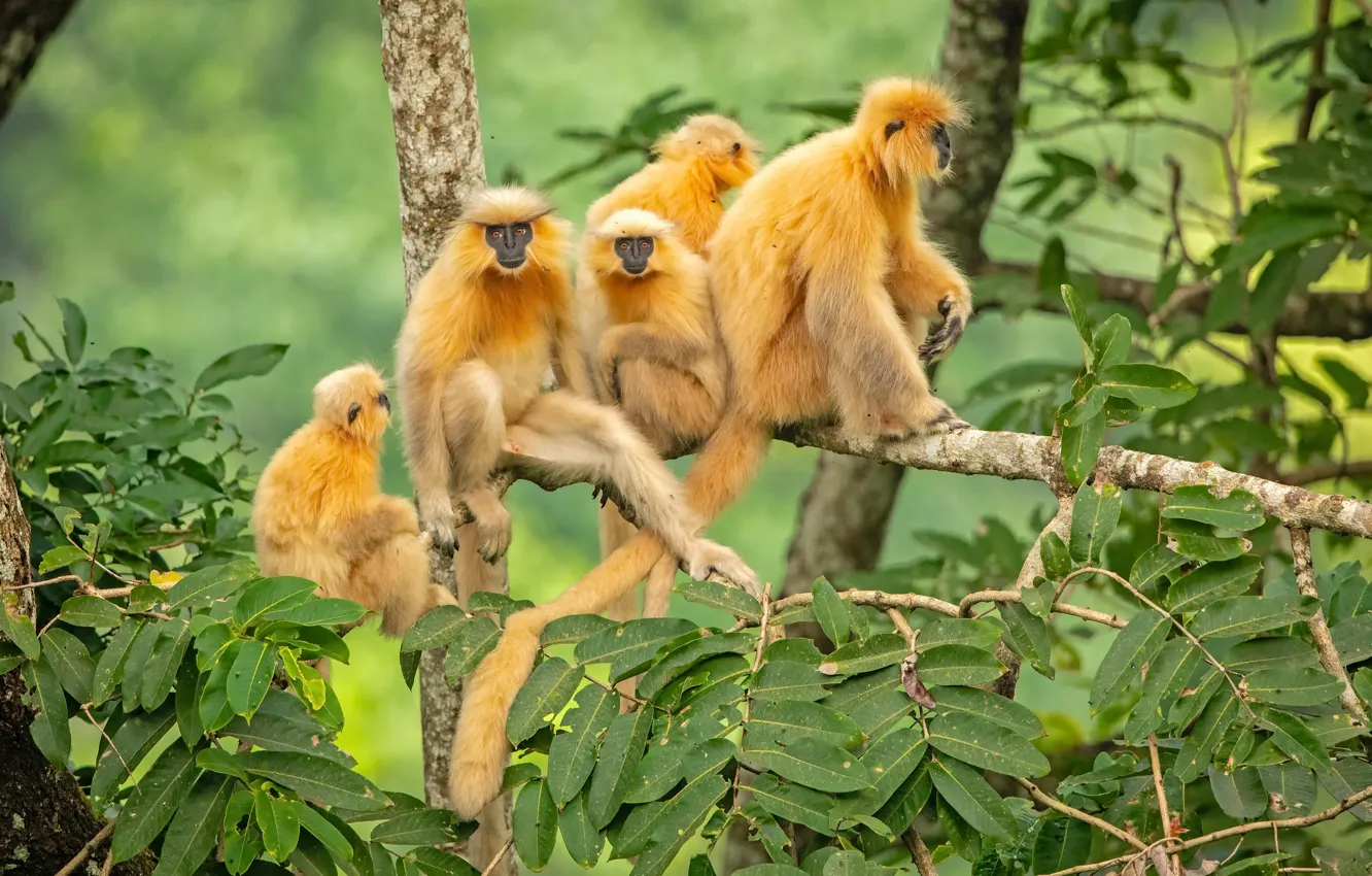 Photo wallpaper Bhutan, Mammals, Golden Langur
