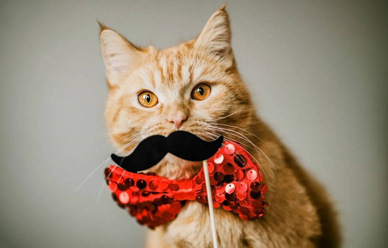 Photo wallpaper cat, cat, mustache, look, red, pose, portrait, mask