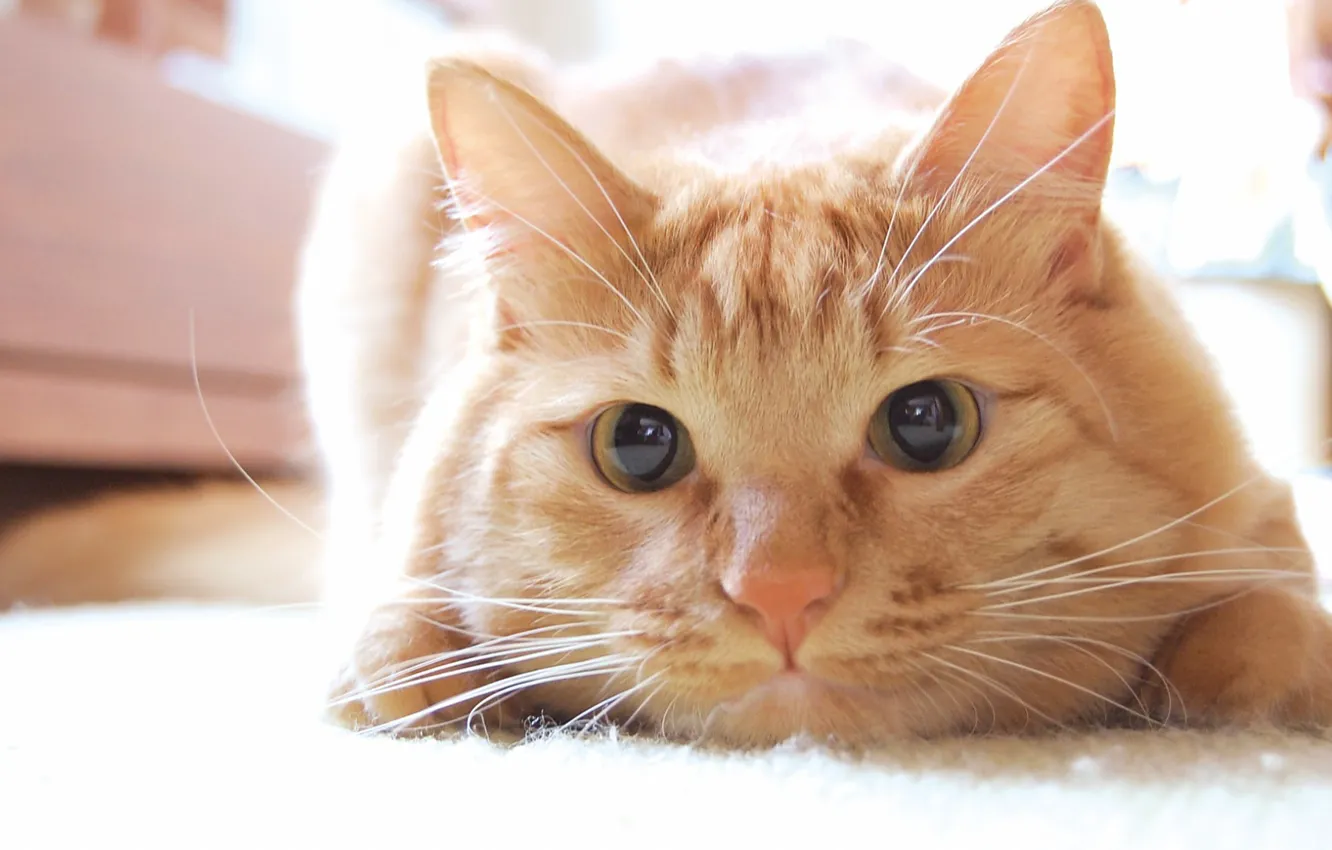 Photo wallpaper cat, mood, lies, red