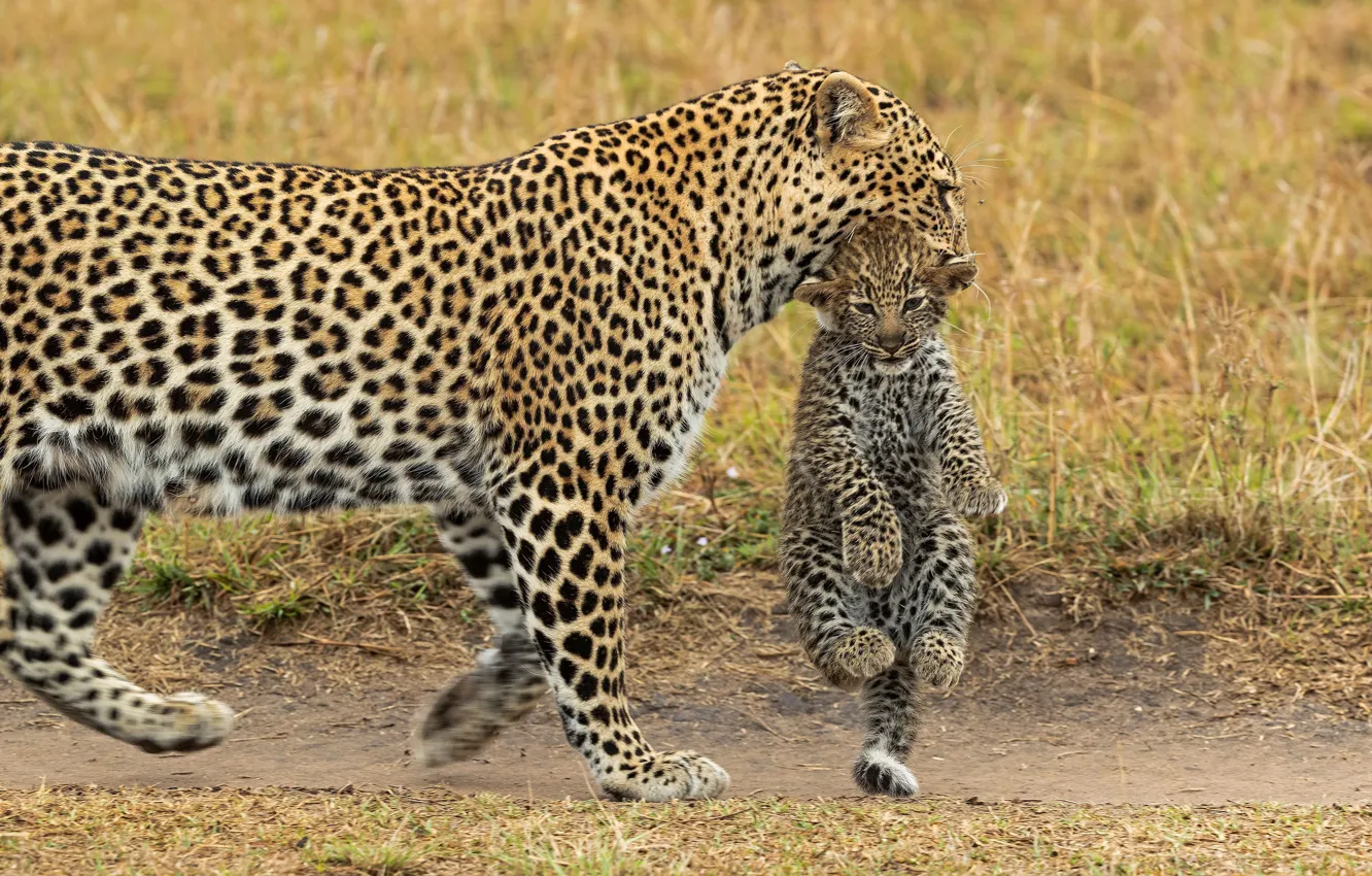 Photo wallpaper leopard, Africa, cub, kitty, wild cat, transportation