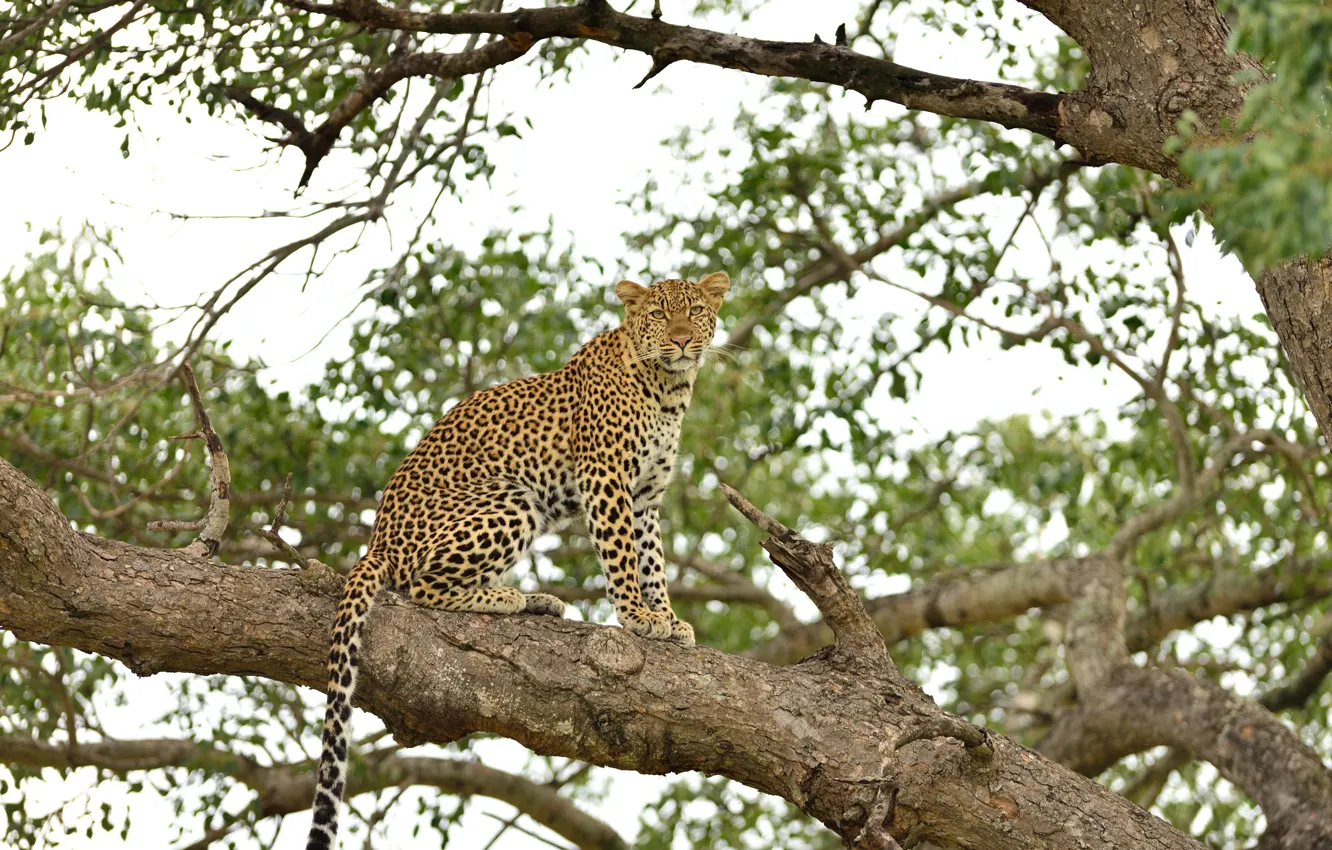 Photo wallpaper trees, branches, predator, leopard, sitting, big cat