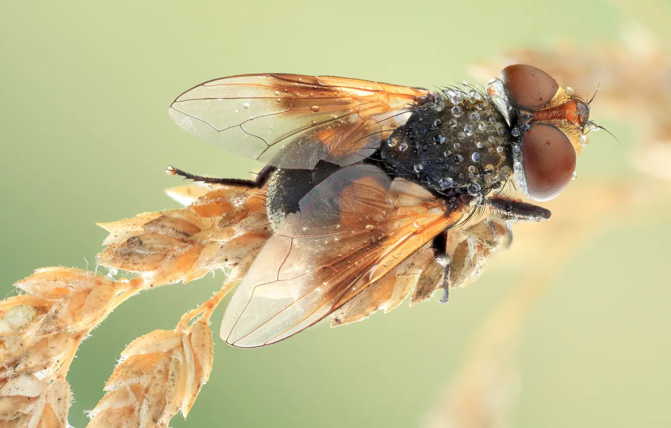 Photo wallpaper drops, macro, fly, background, spikelets, insect