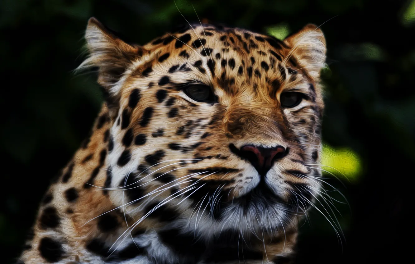 Photo wallpaper face, leopard, coloring