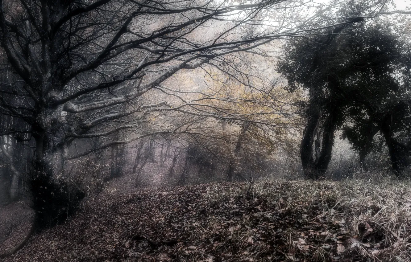 Photo wallpaper nature, fog, the darkness