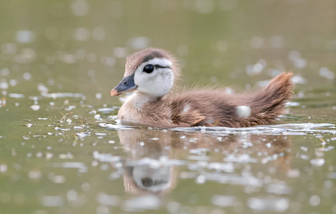 Photo wallpaper reflection, bird, duck, duck, Chicks, pond, bokeh