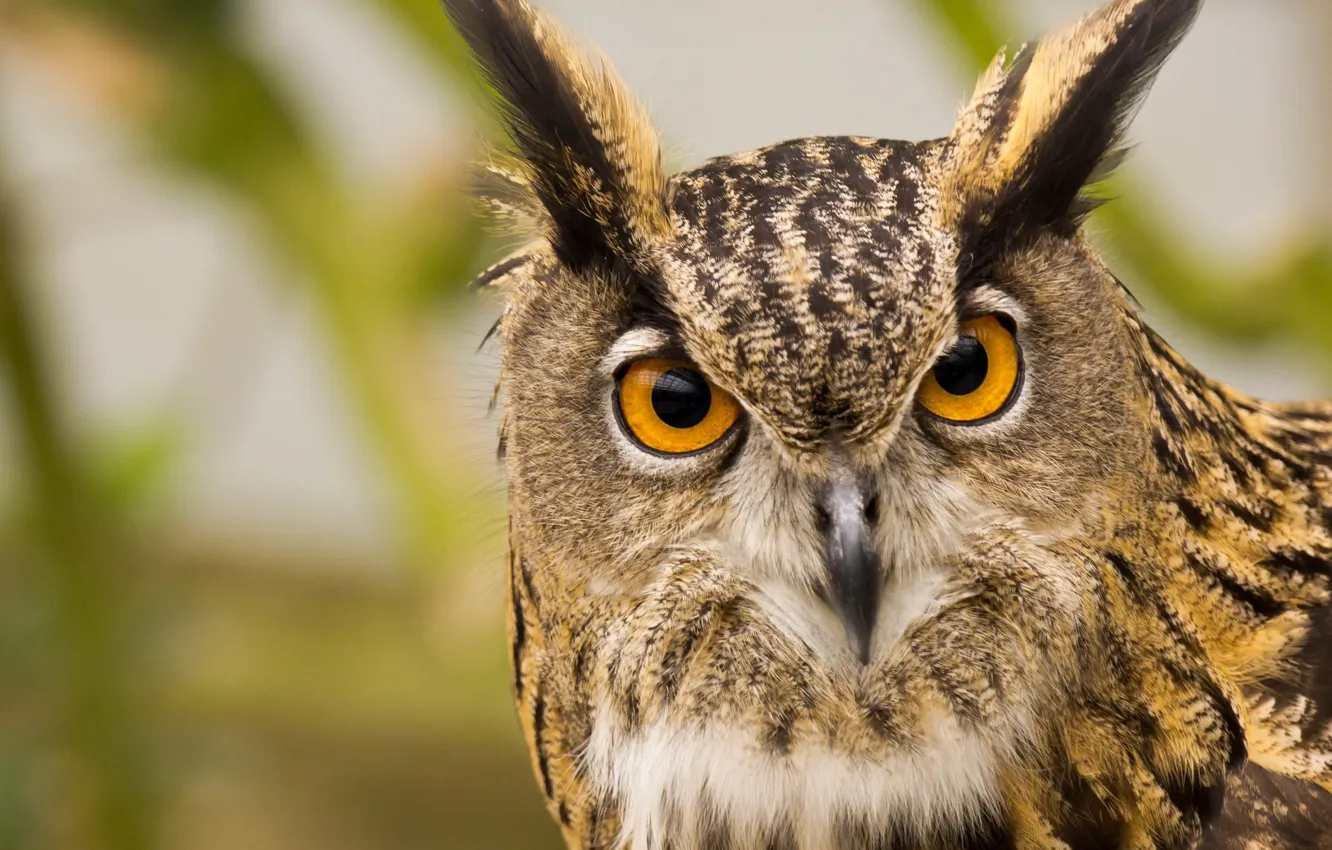 Photo wallpaper look, owl, bird, predator