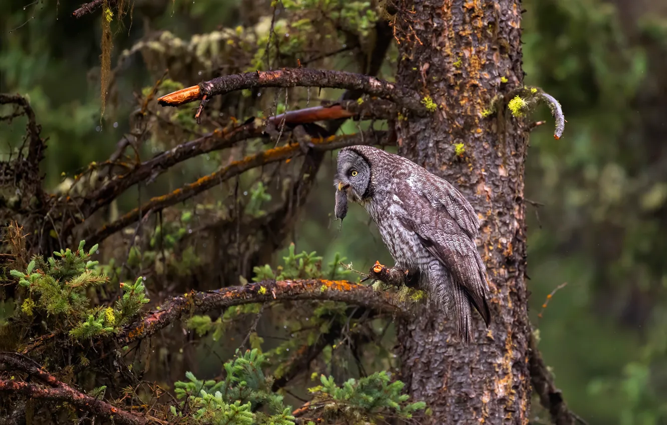Photo wallpaper forest, trees, branches, owl, bird, mouse, mouse, mining
