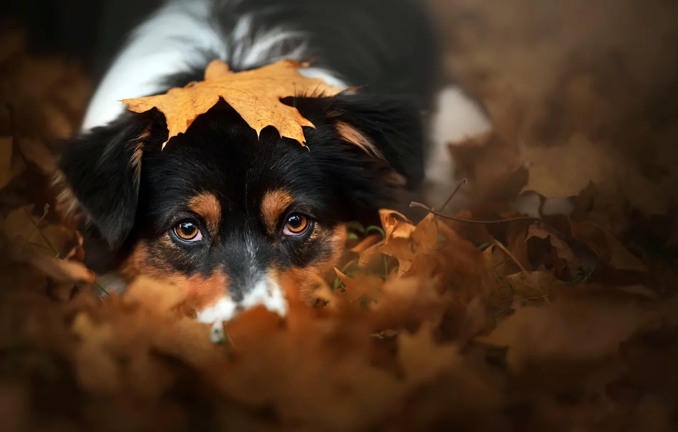 Photo wallpaper autumn, look, each, dog