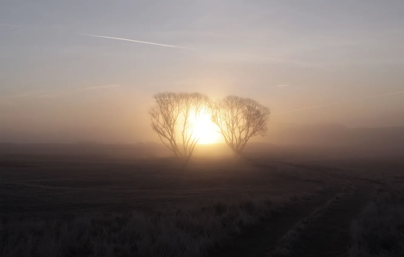 Photo wallpaper the sun, trees, fog, sunrise