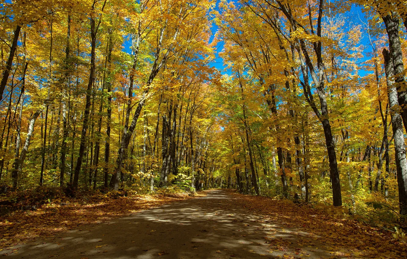 Photo wallpaper road, autumn, trees, Canada, Ontario, Canada, Ontario, Algonquin Provincial Park