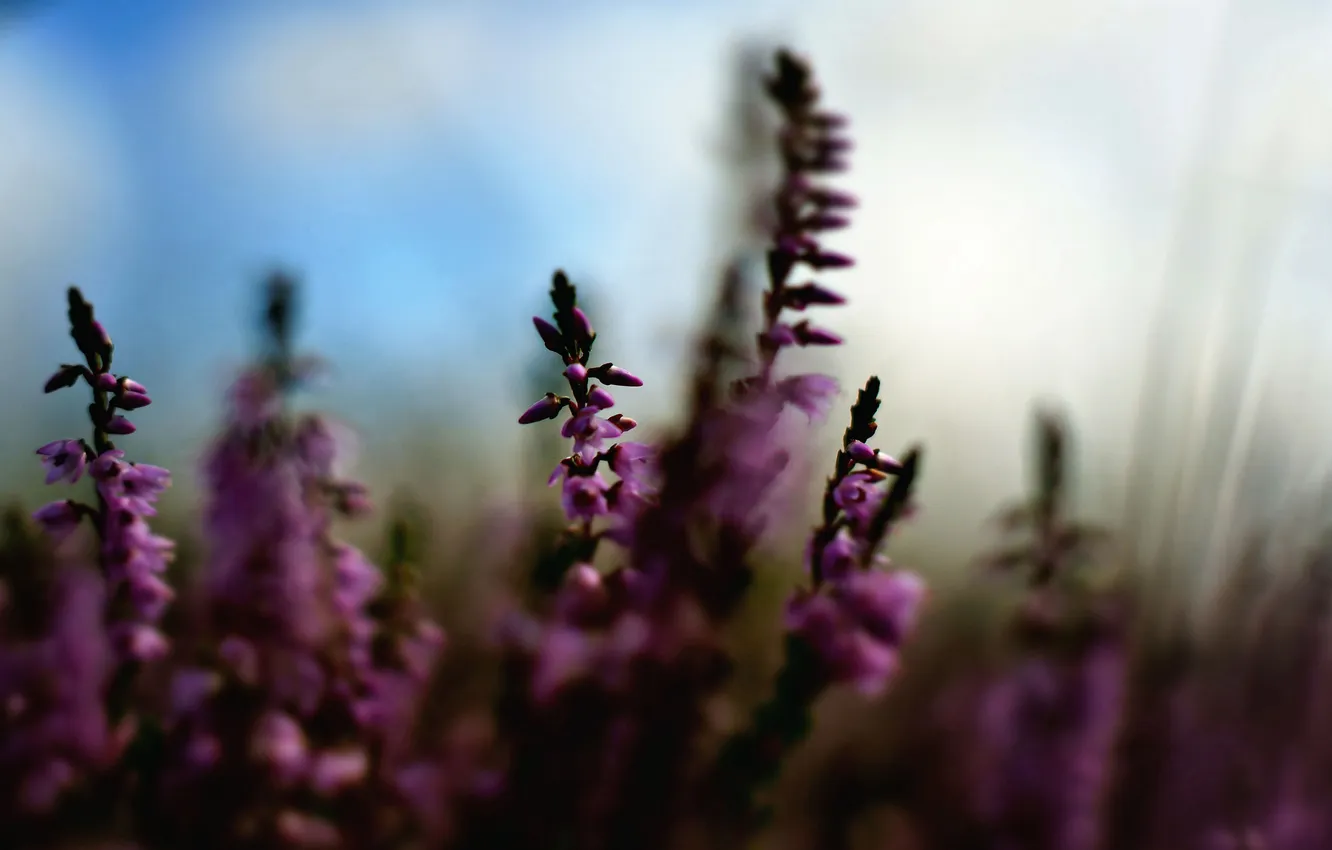 Photo wallpaper field, grass, flowers, plant