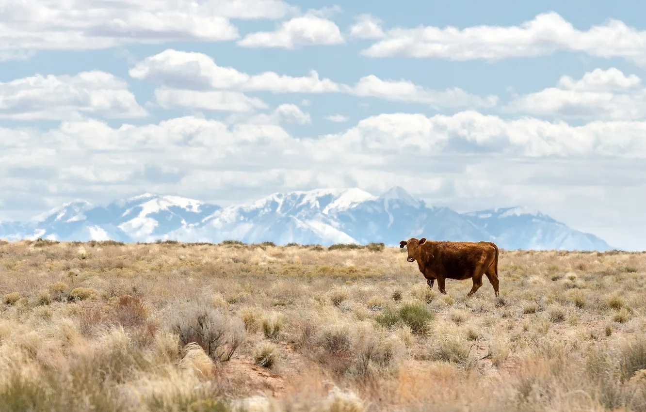 Photo wallpaper mountains, cow, USA, USA, Utah, Utah