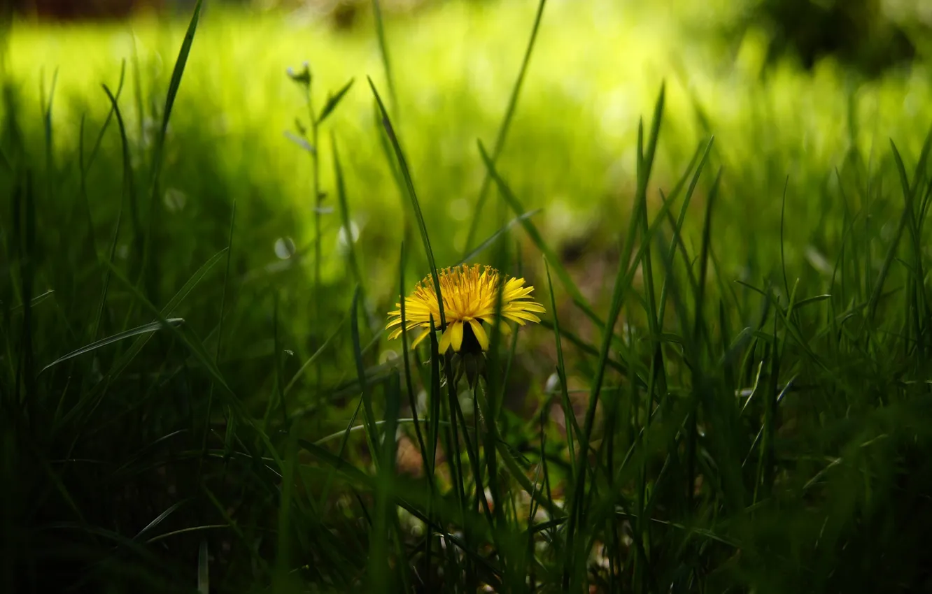 Photo wallpaper greens, grass, yellow, dandelion, spring, blur