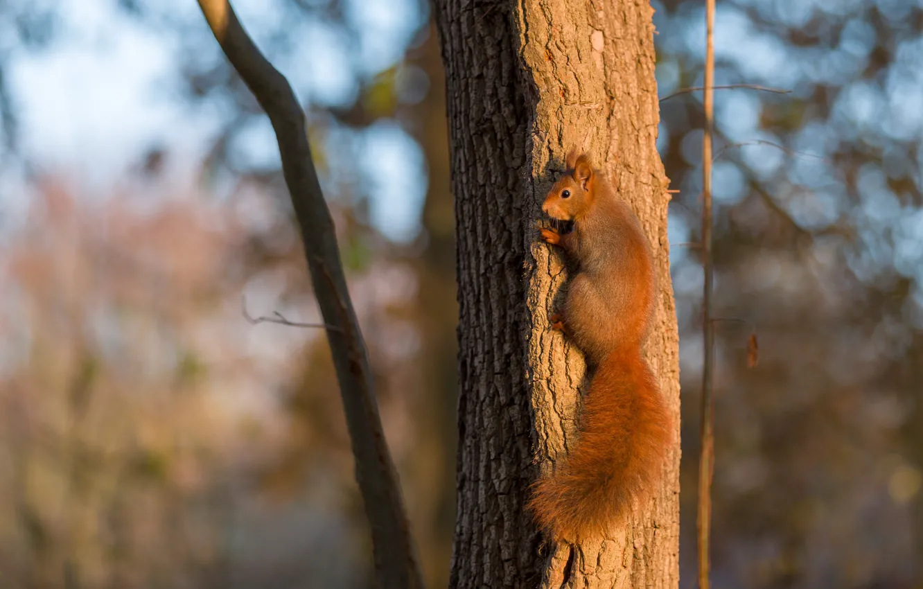 Photo wallpaper light, trees, nature, pose, protein, trunk, rodent