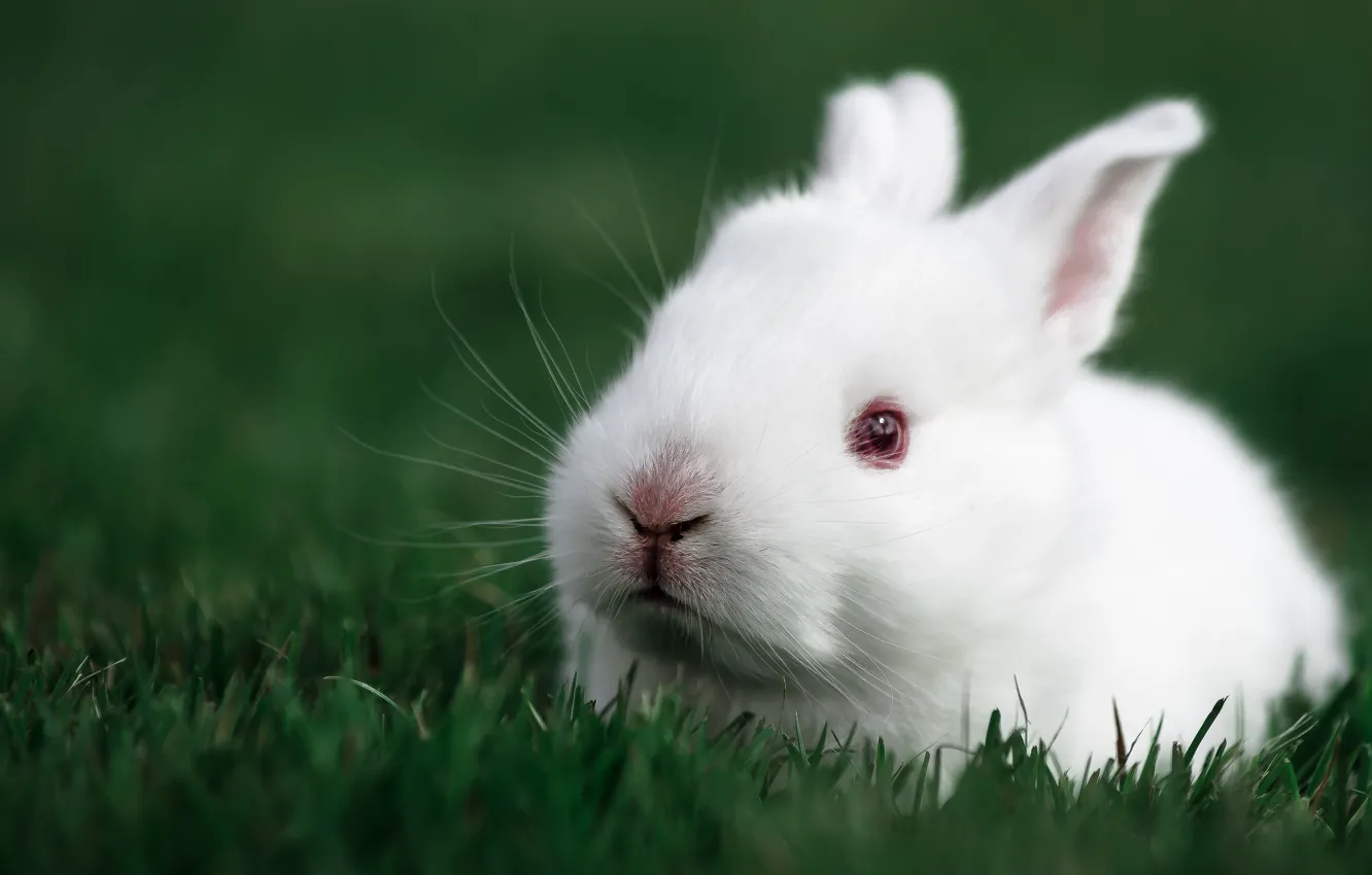 Photo wallpaper rabbit, rabbit, white rabbit