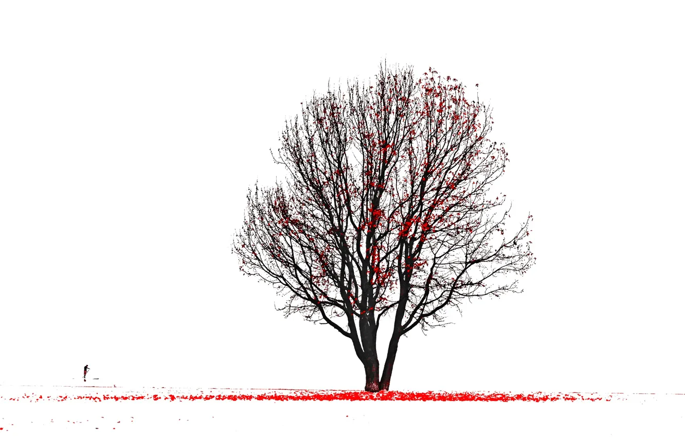 Photo wallpaper tree, silhouette, red leaves