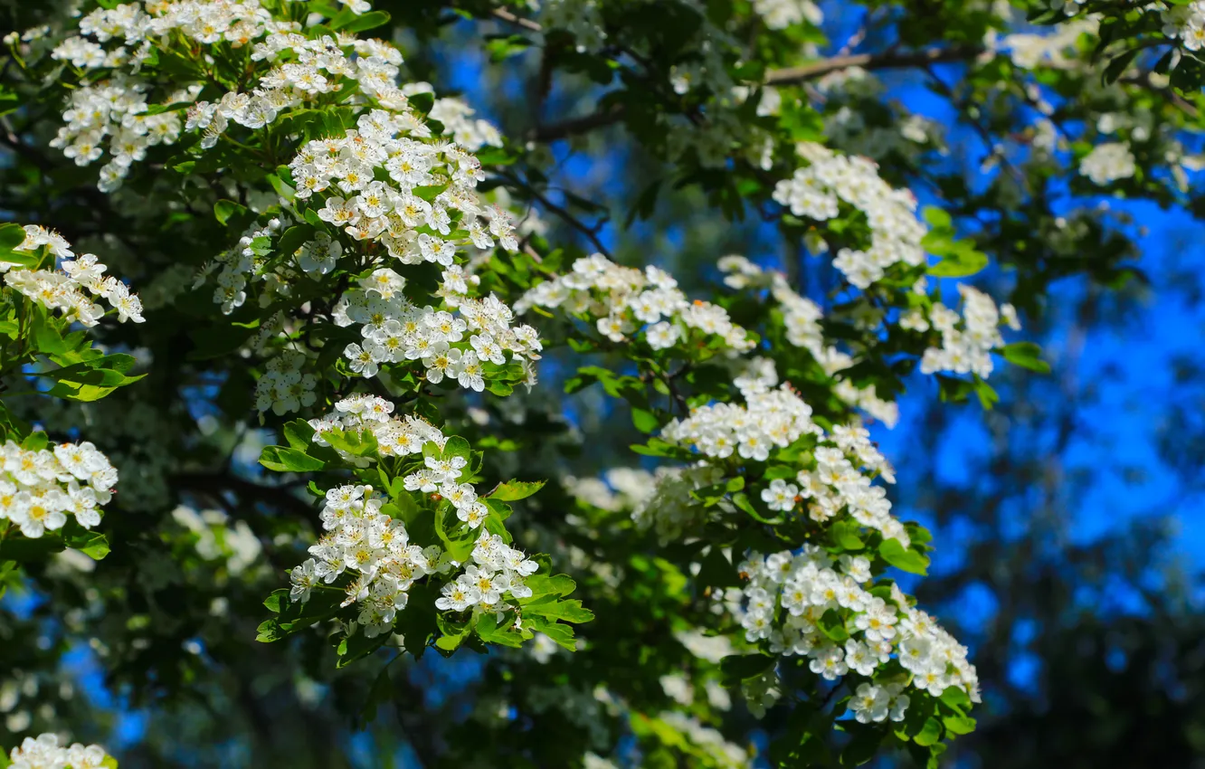 Spring Twigs Wallpaper flower, spring, twig for mobile and desktop, section природа ...