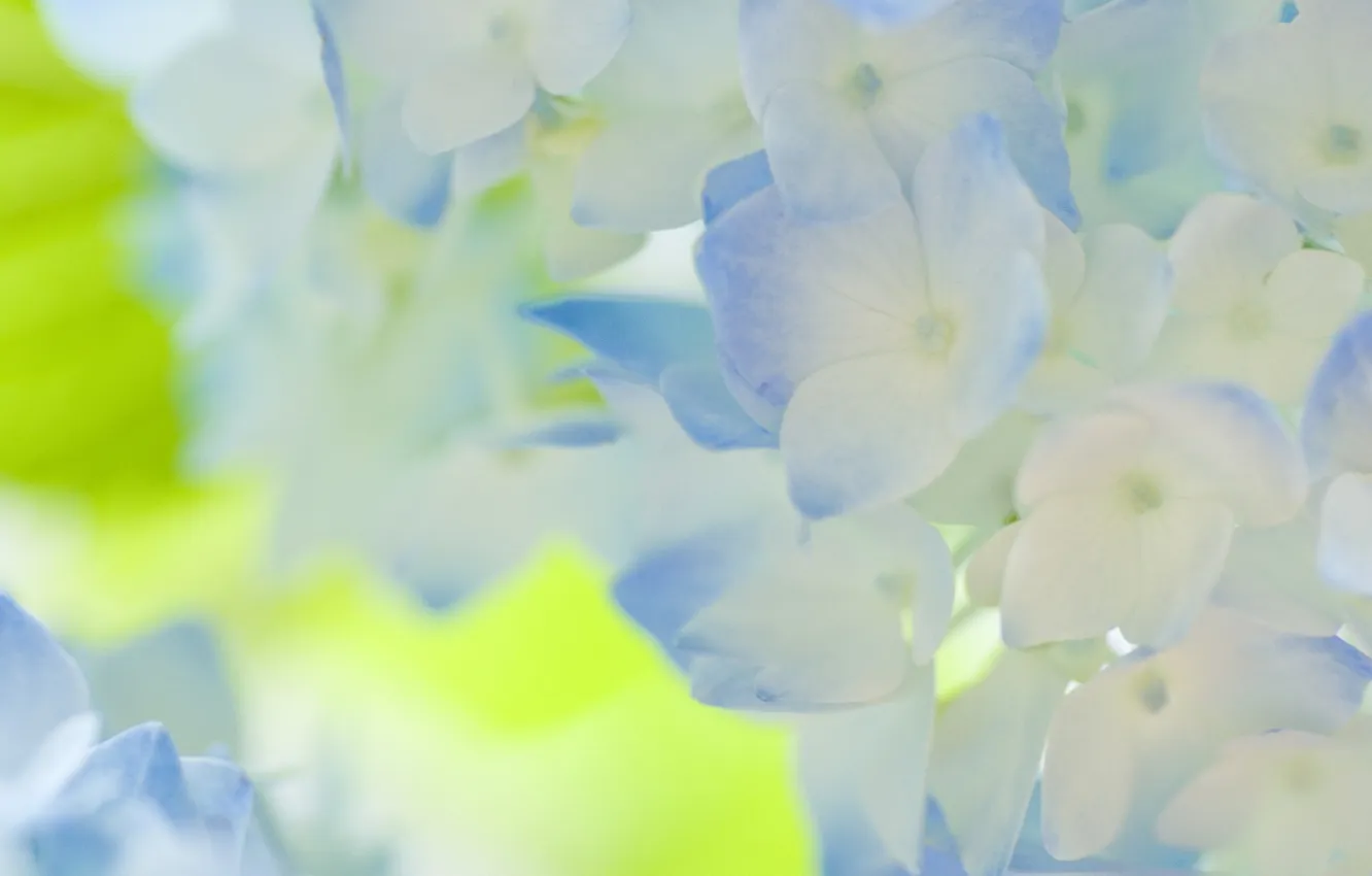 Photo wallpaper flowers, tenderness, hydrangea