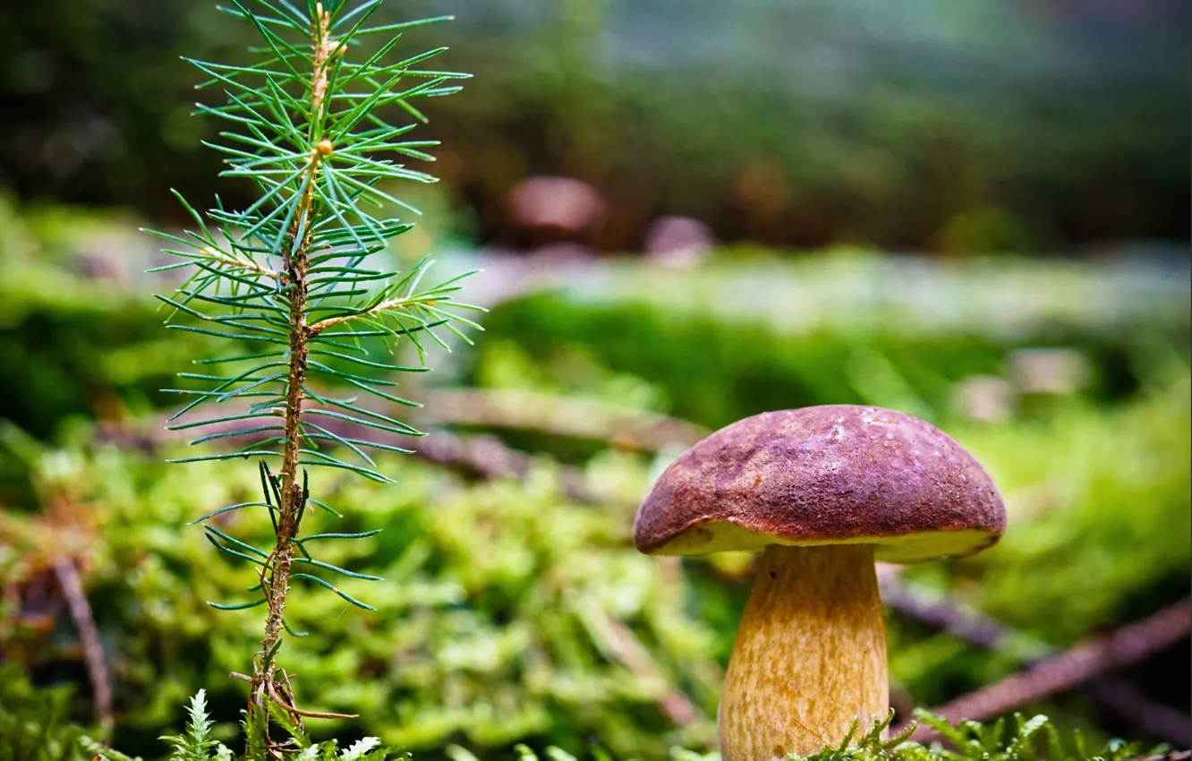 Photo wallpaper grass, branches, photo, mushrooms