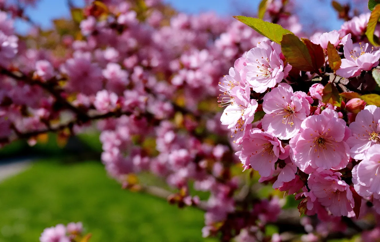 Photo wallpaper light, trees, flowers, branches, cherry, spring, garden, Sakura