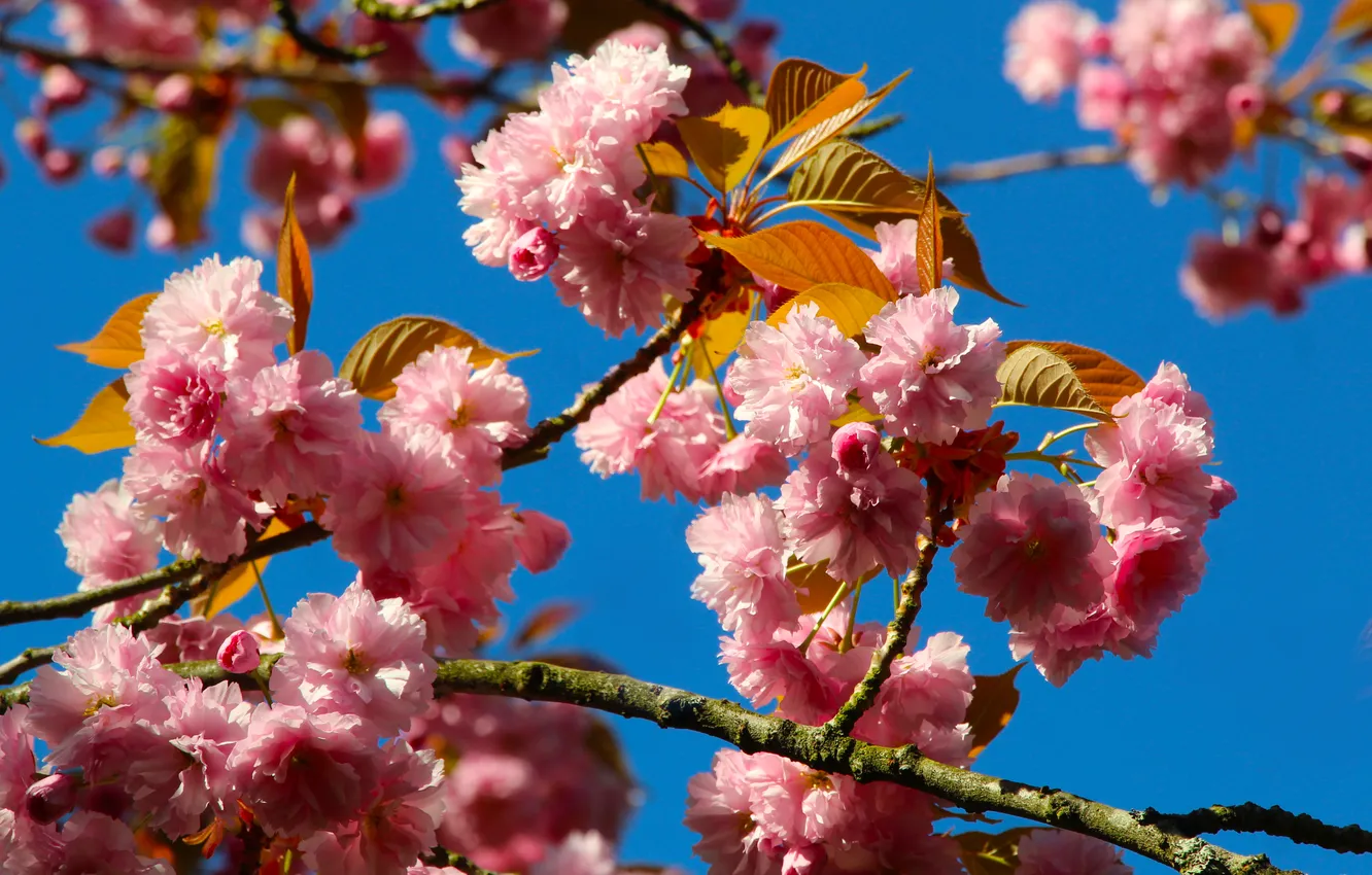 Photo wallpaper flowers, spring, Japanese cherry