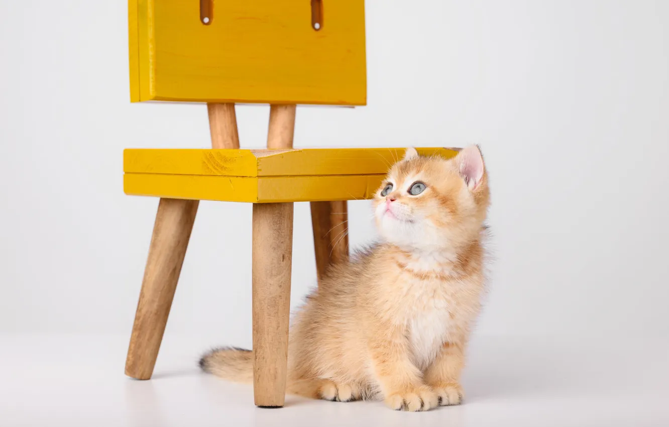 Photo wallpaper cat, look, pose, sweetheart, kitty, face, light background