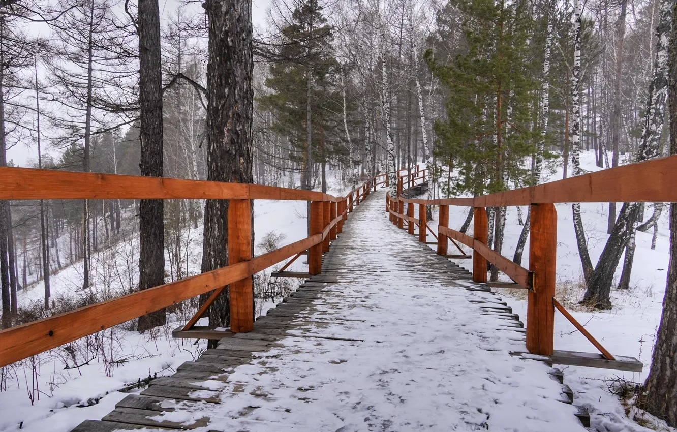 Photo wallpaper winter, forest, ladder