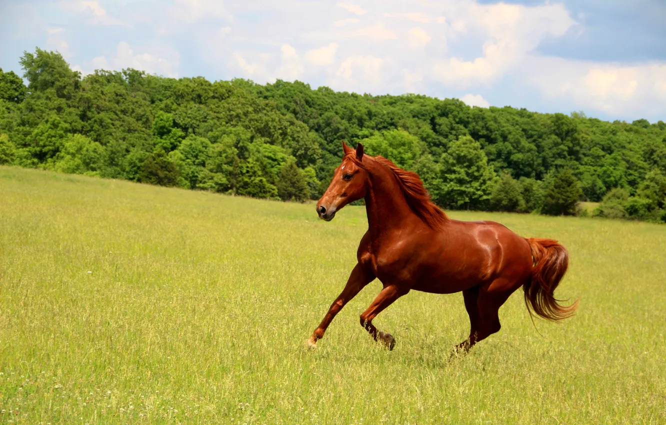 Photo wallpaper trees, nature, horse, meadow, jump