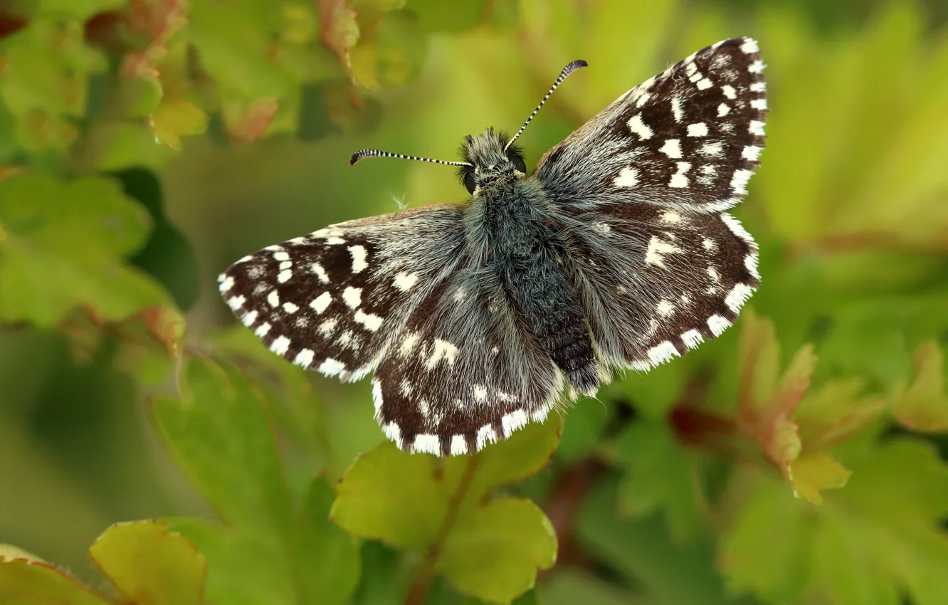 Photo wallpaper leaves, macro, green, grey, background, pattern, butterfly, plant