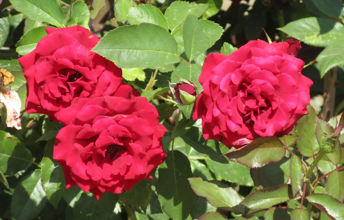 Photo wallpaper roses, red roses, Meduzanol ©, Summer 2018