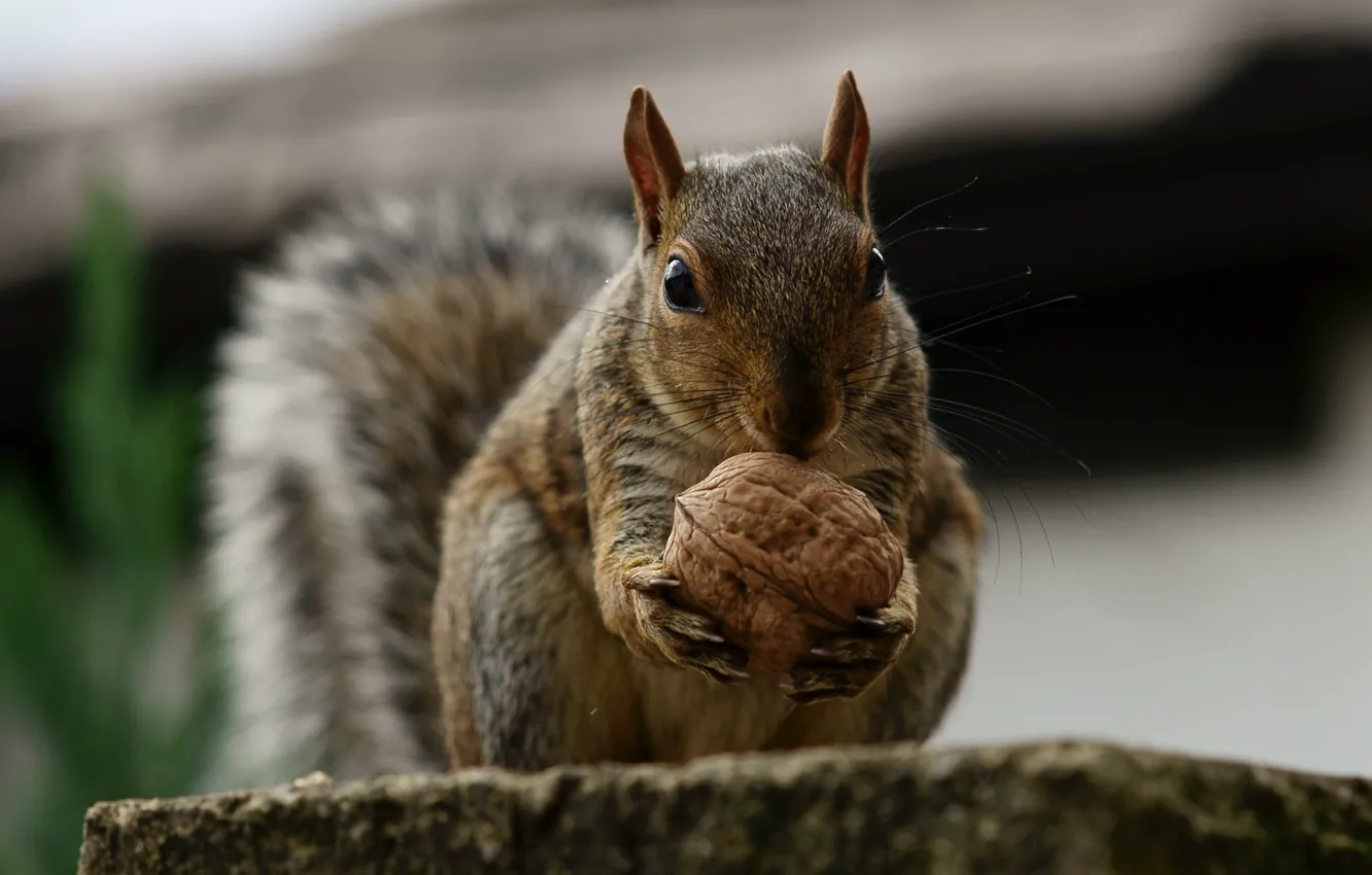 Photo wallpaper protein, nuts, squirrel, rodent