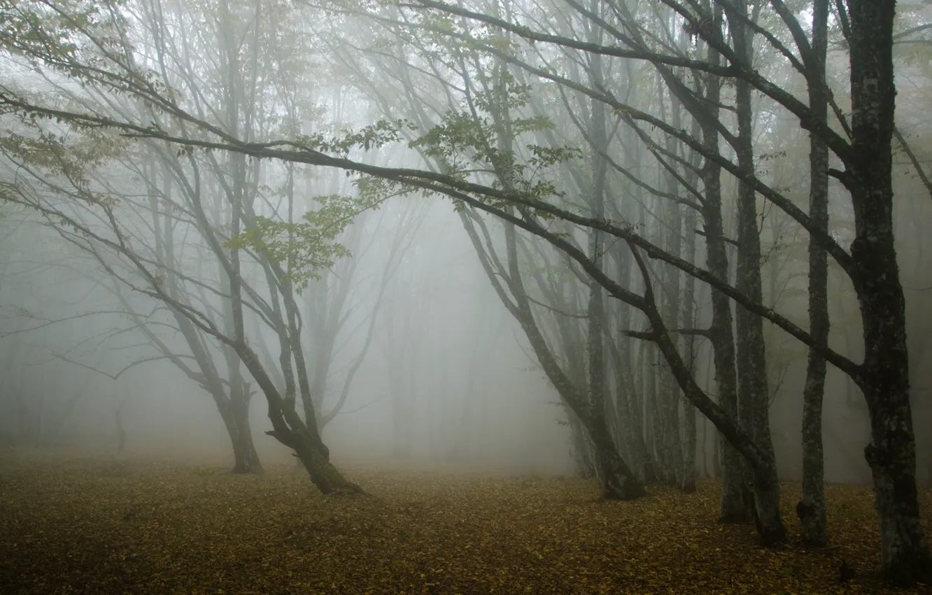 Photo wallpaper autumn, forest, trees, fog