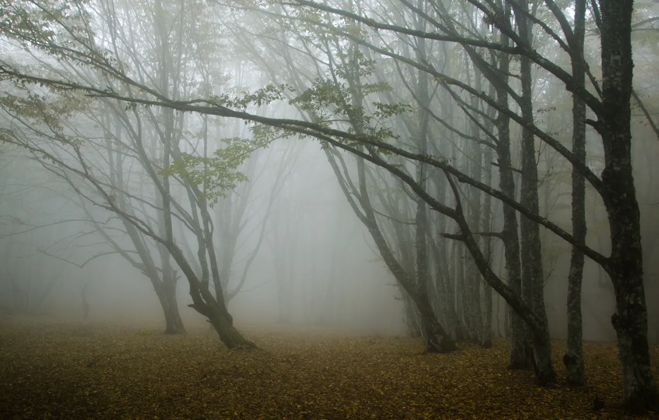 Photo wallpaper forest, trees, fog, Autumn