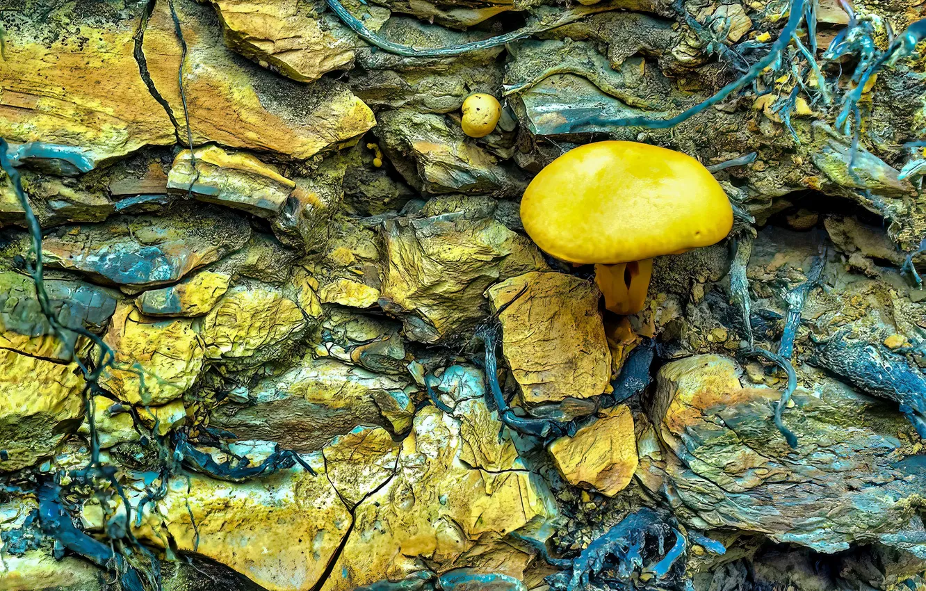 Photo wallpaper trees, yellow, nature, mushrooms, bark