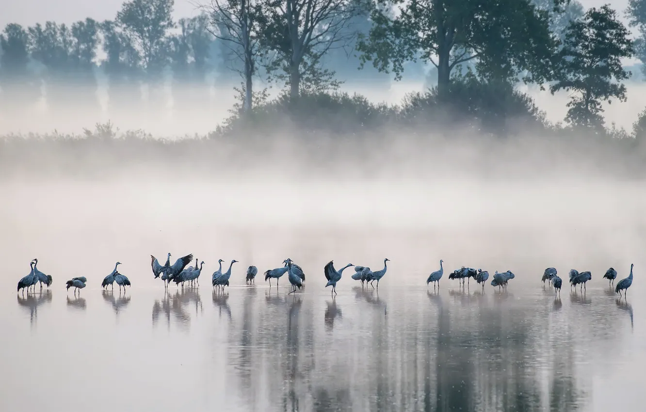 Photo wallpaper fog, lake, bird, morning