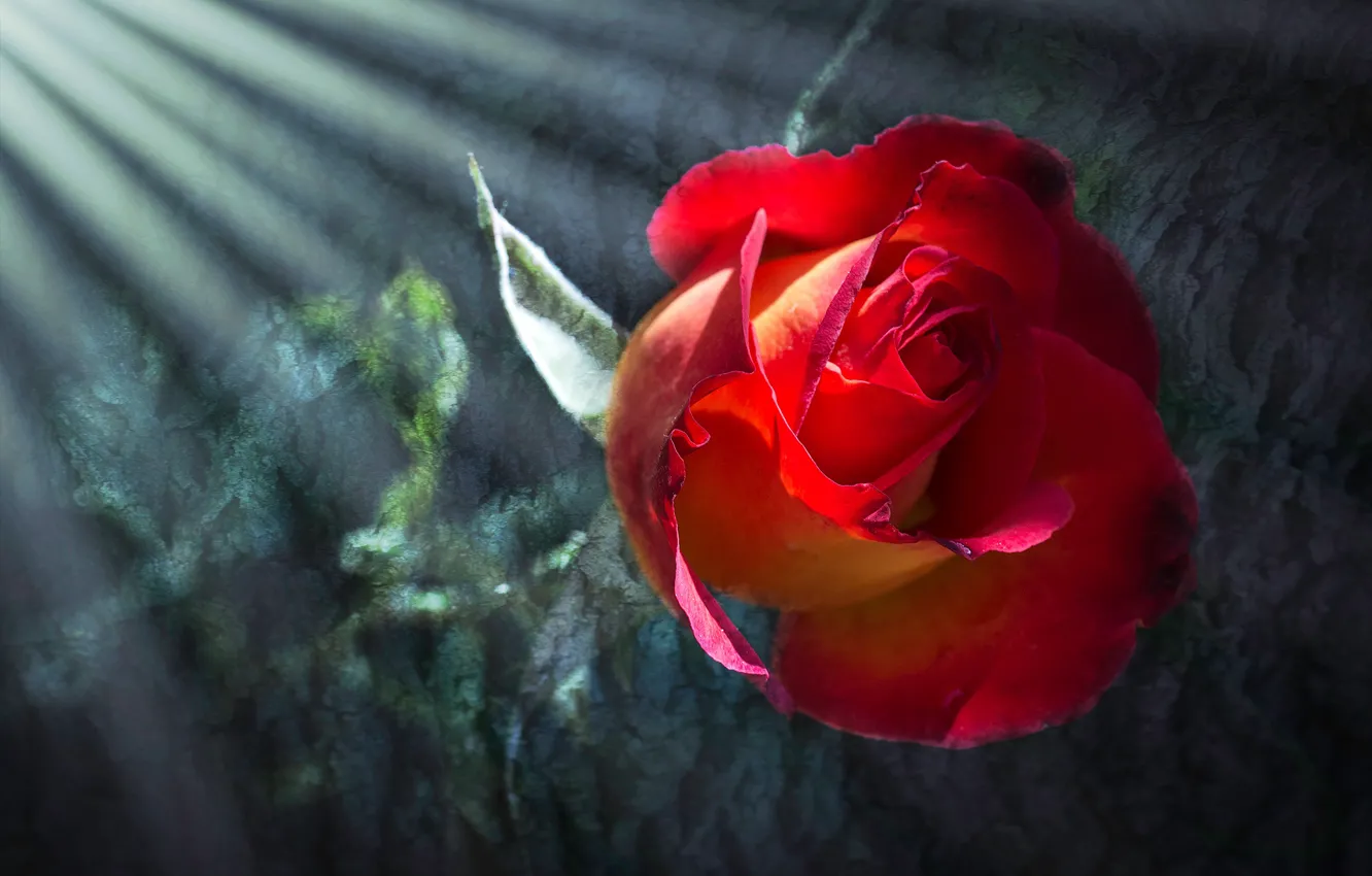 Photo wallpaper flower, rays, light, background, rose, treatment, Bud, red