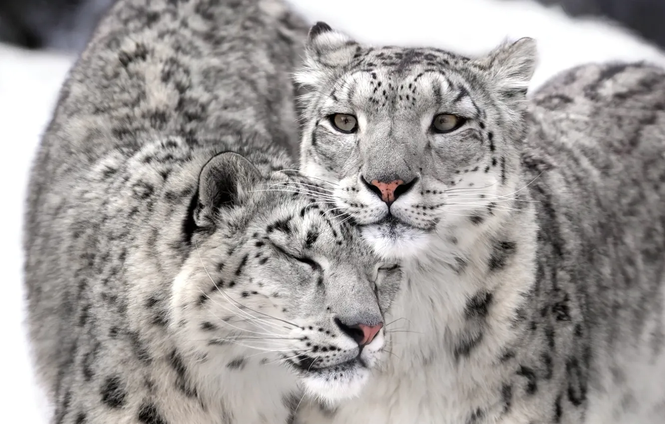 Photo wallpaper IRBIS, snow leopard, Kote, couple, fluffy, irbis