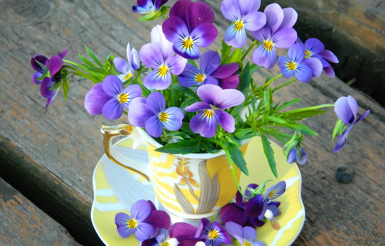 Photo wallpaper flowers, petals, Cup, Pansy, flowers, cup, violet