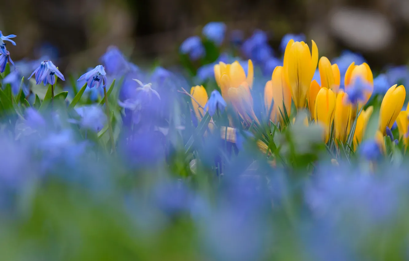 Photo wallpaper flowers, yellow, blue, glade, blur, spring, crocuses, primrose
