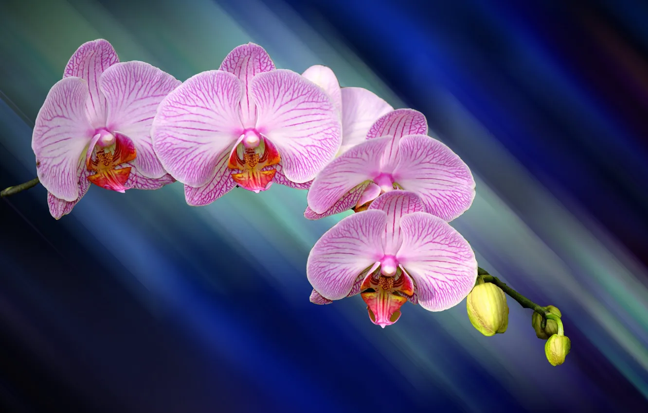 Photo wallpaper flowers, nature, paint, petals, Orchid