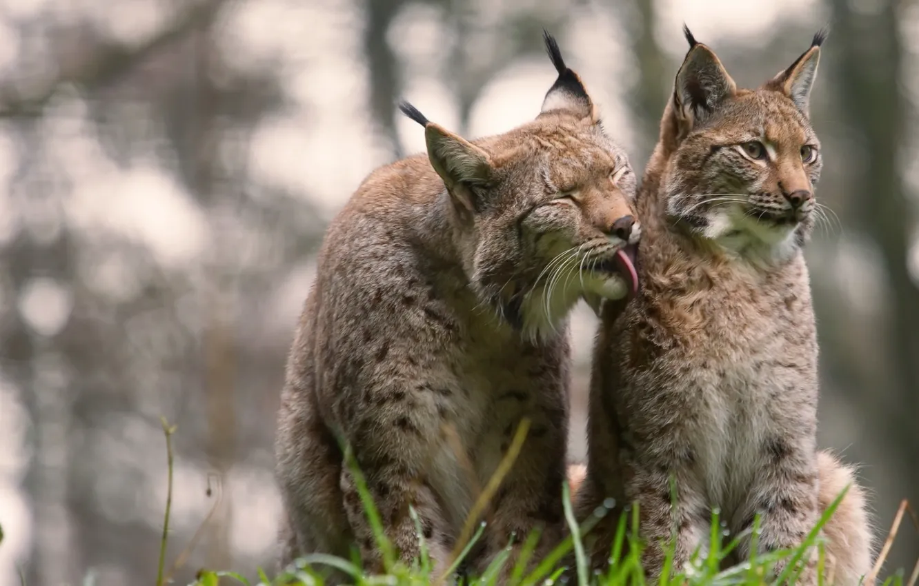 Photo wallpaper animals, nature, mammal, big cats, animal themes, group of animals, two Lynx