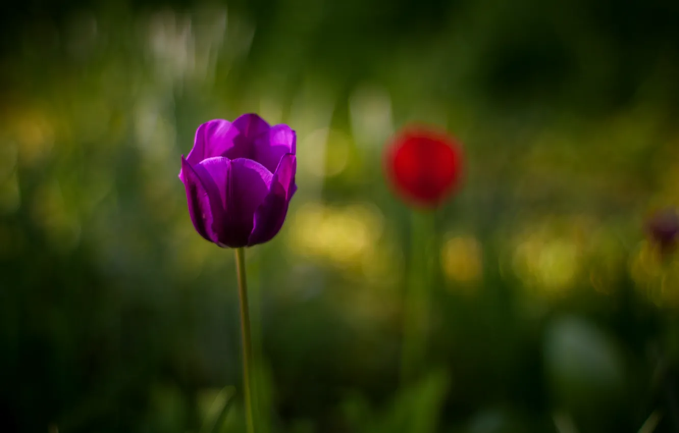 Photo wallpaper flower, purple, macro, blur, Tulip