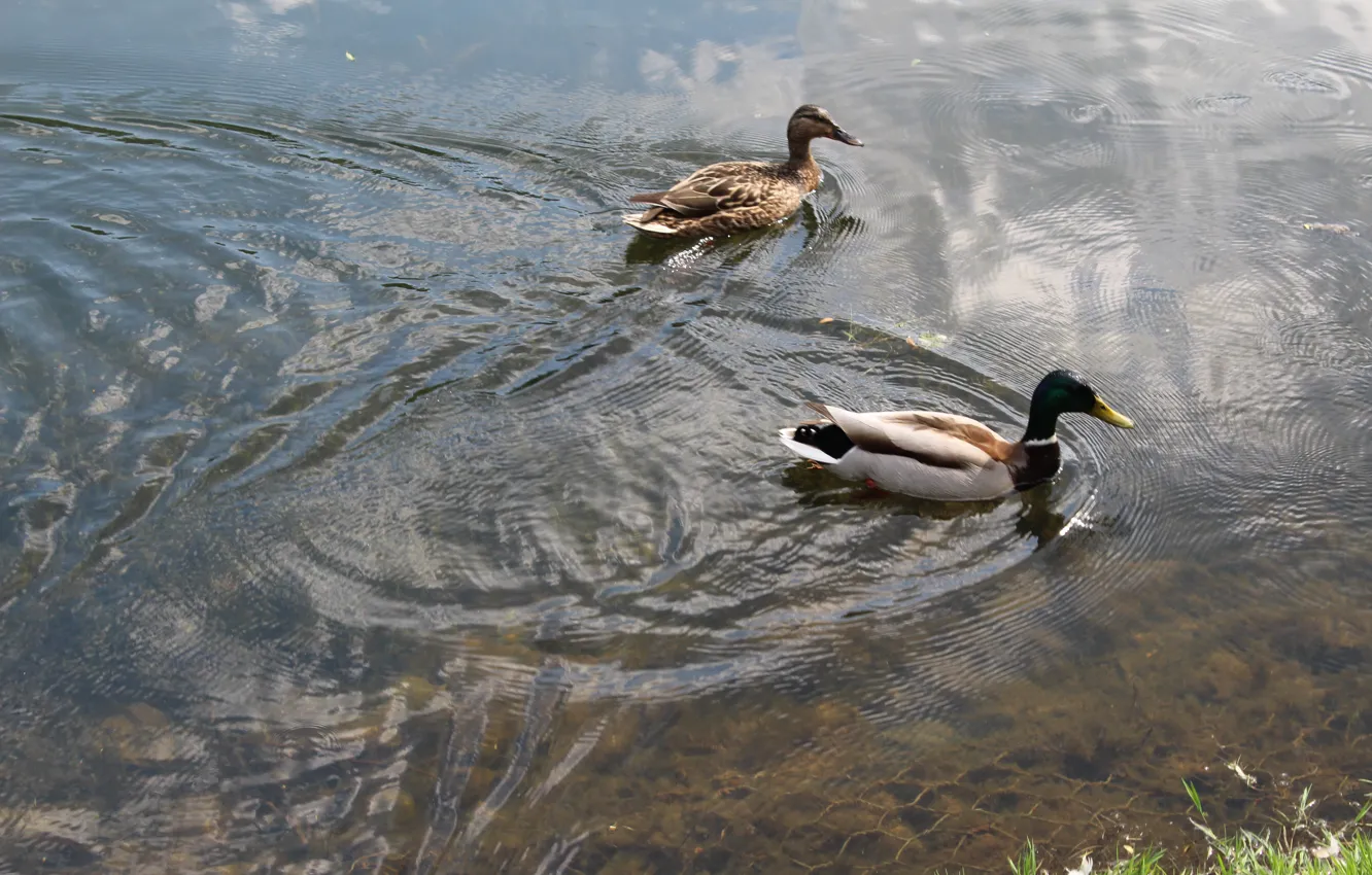 Photo wallpaper bird, duck, pond, floats, Mallard