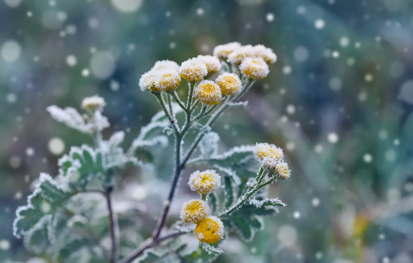 Photo wallpaper flowers, garden, frost, garden, frost, Winter landscaping, Winter landscape design