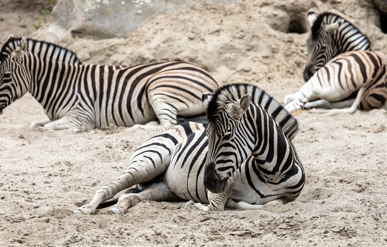 Photo wallpaper nature, stay, Zebra, lies