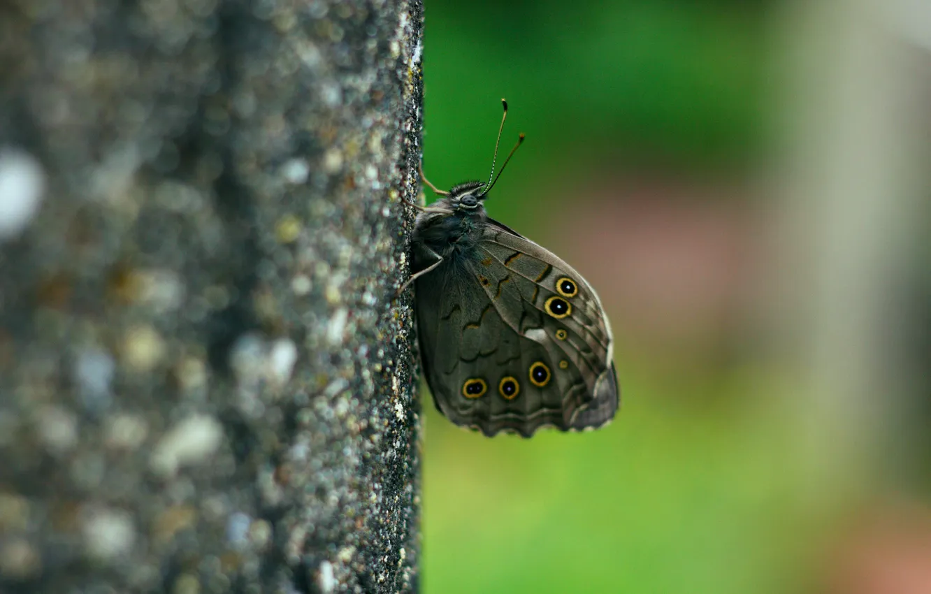 Photo wallpaper macro, butterfly, wings, beautiful, closeup