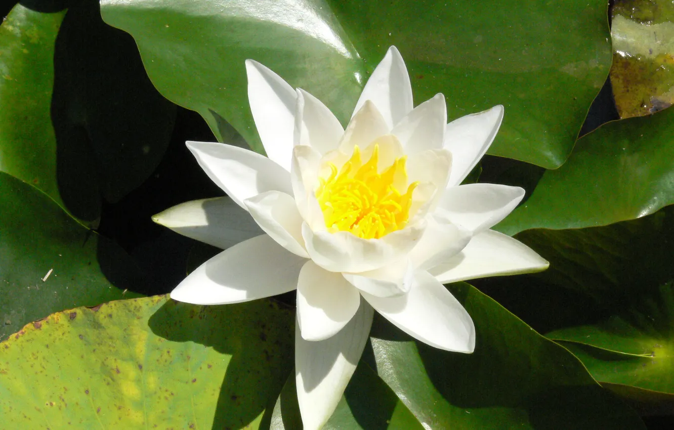 Photo wallpaper white, flowers, swamp, beauty, Lily